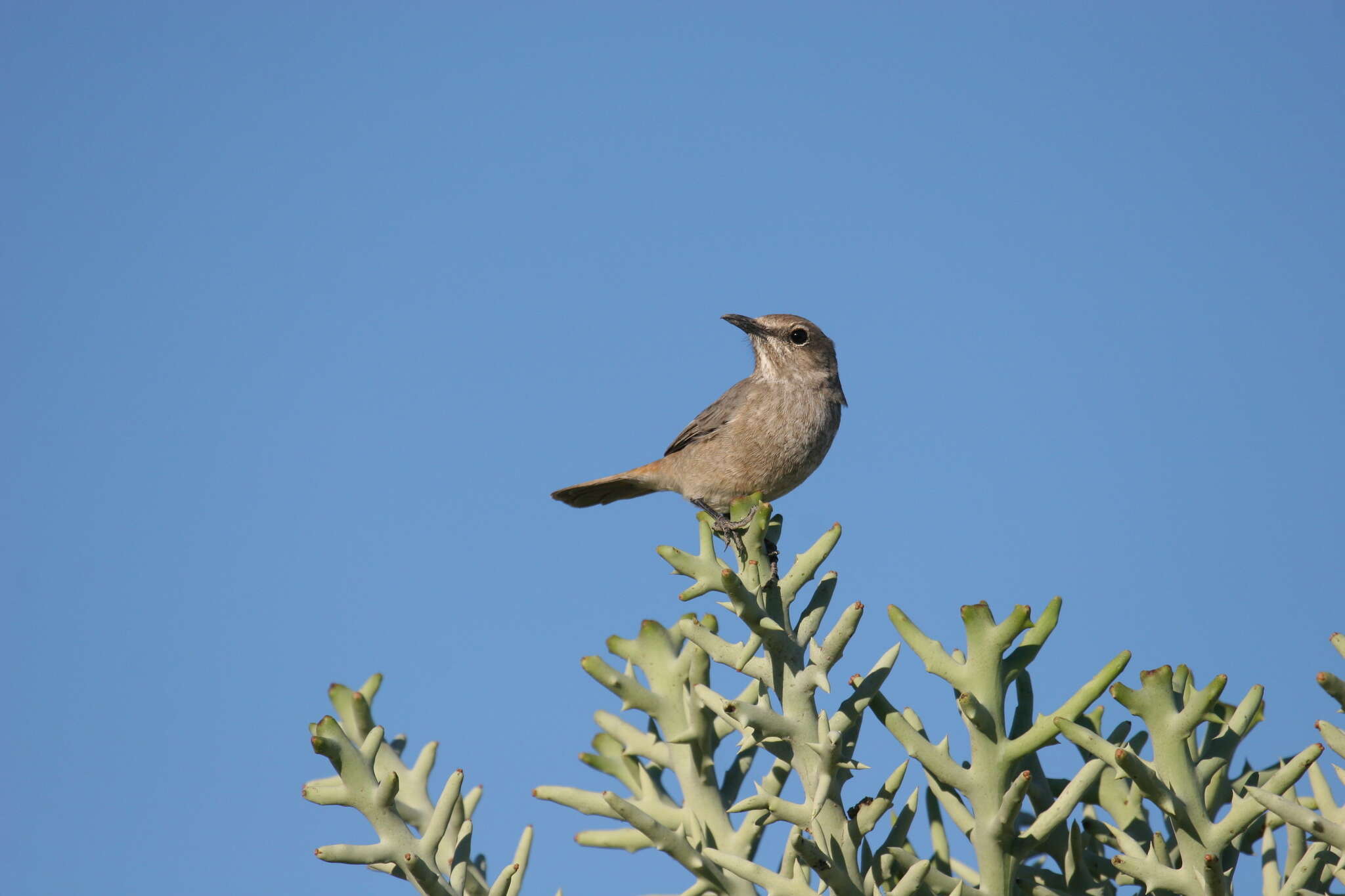 Plancia ëd Monticola imerina (Hartlaub 1860)