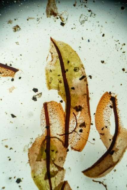 صورة Syntrichia norvegica Weber 1804