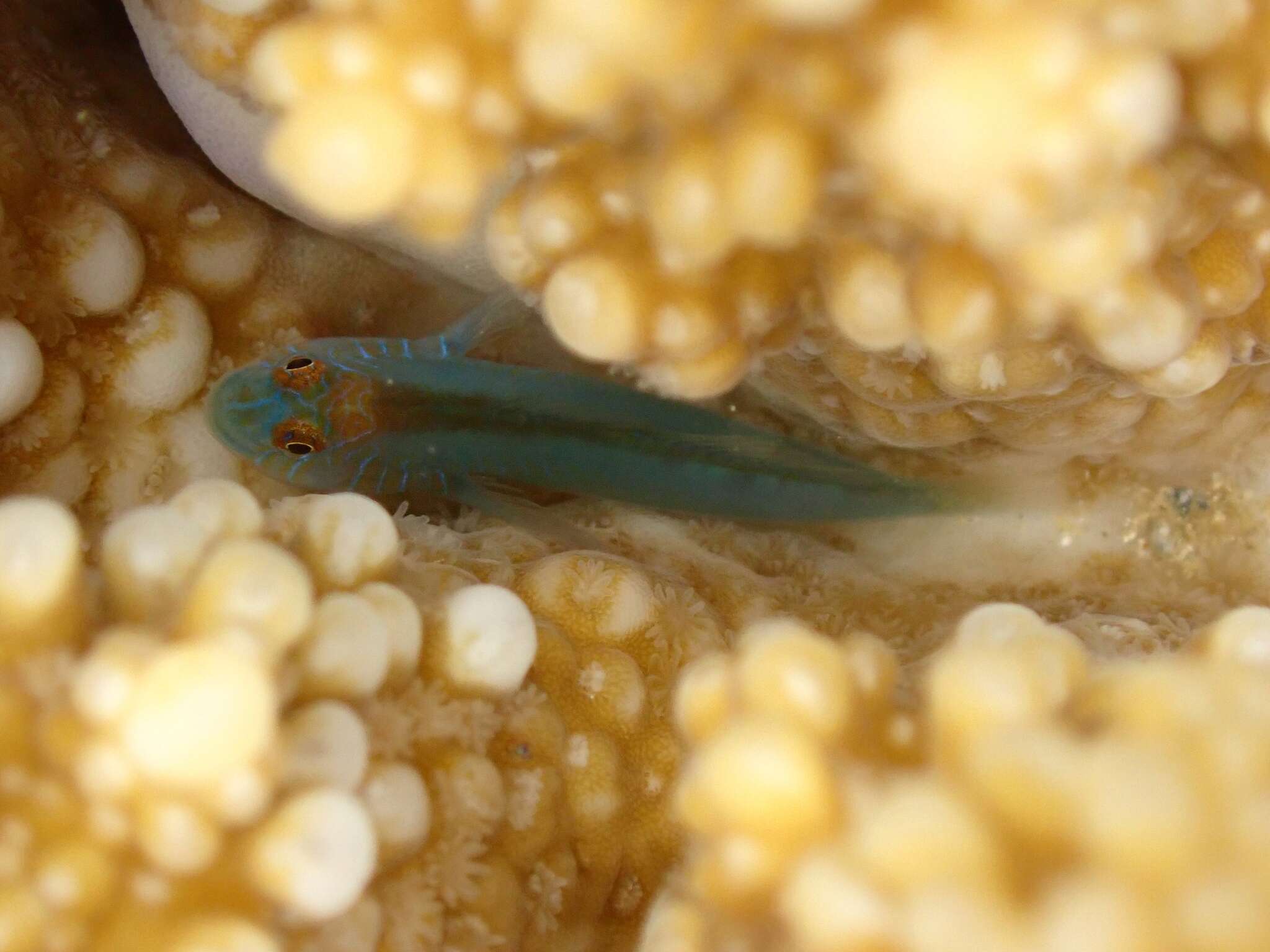 Image of Red-spotted coral goby