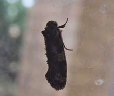 Image of Cresson's Grass-tubeworm Moth