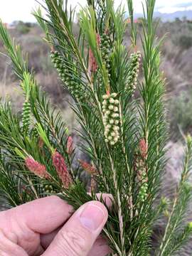 Image of Melaleuca armillaris subsp. armillaris