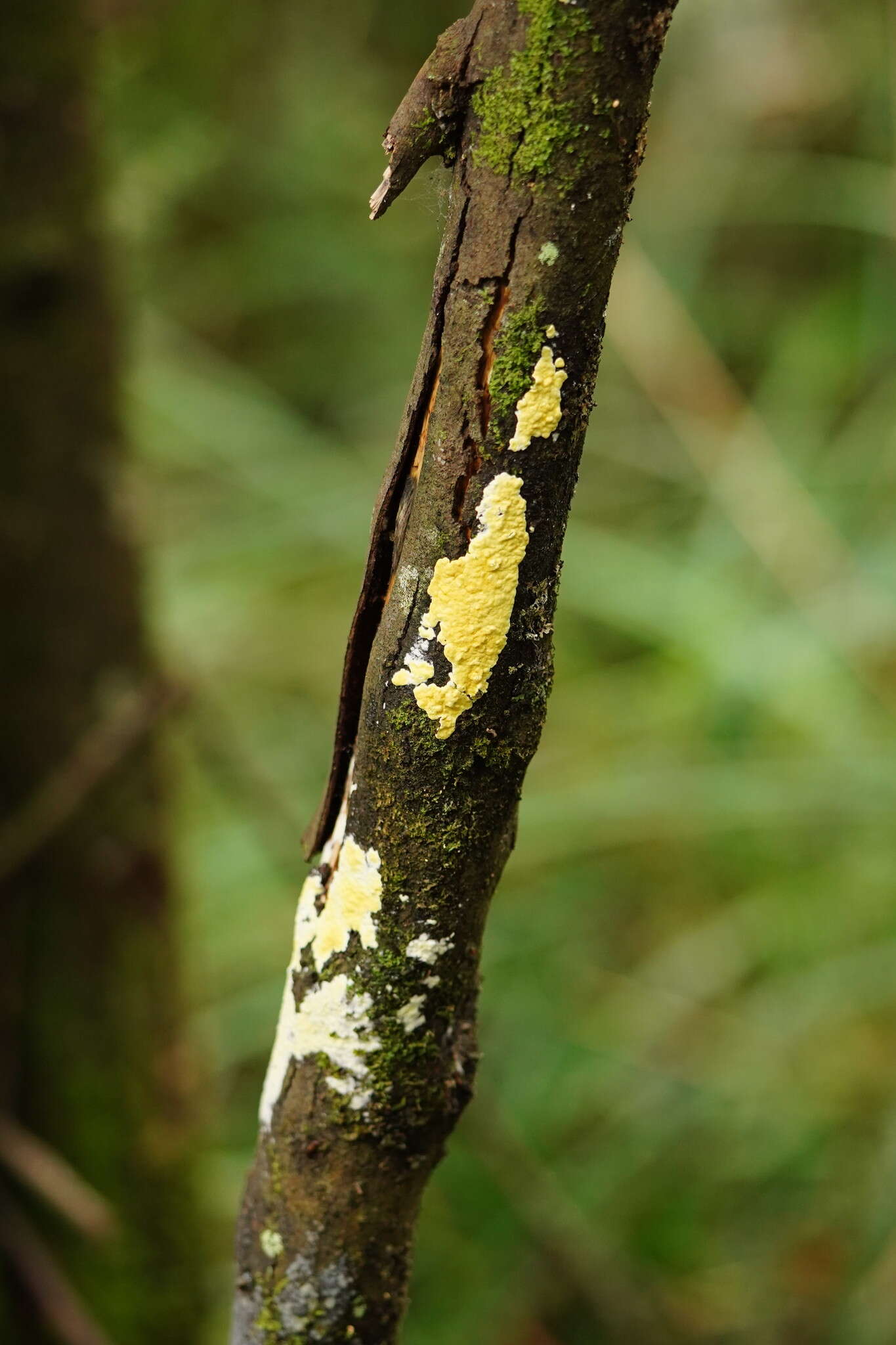 Trichoderma victoriense (Overton) Jaklitsch & Voglmayr 2014的圖片