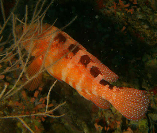 Image of Freckled Rock-cod