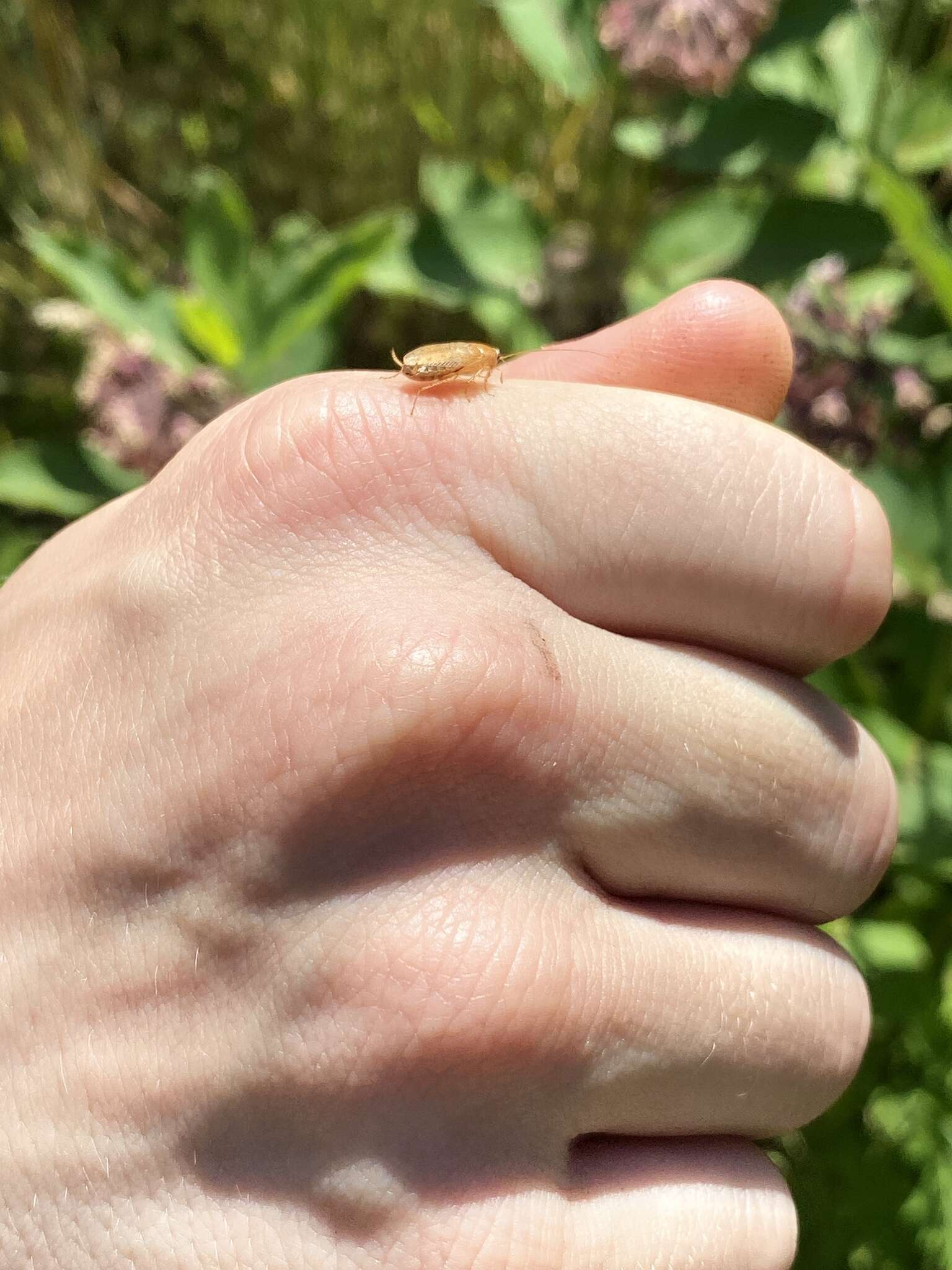 Image of tawny cockroach