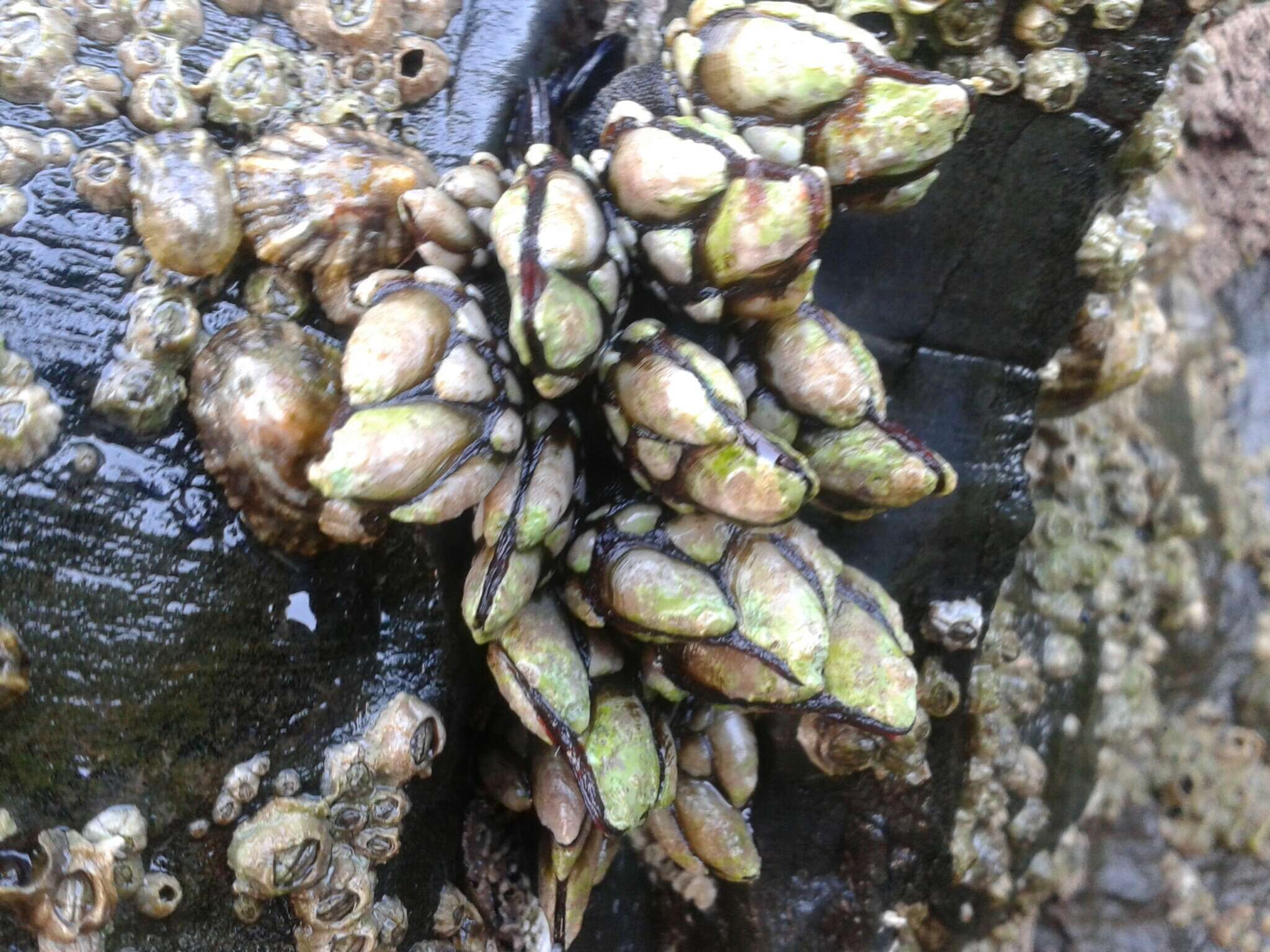 Image of goose neck barnacle