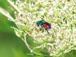 <i>Chrysis scutellaris</i> resmi