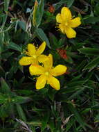 Image of Hypericum nagasawai Hayata