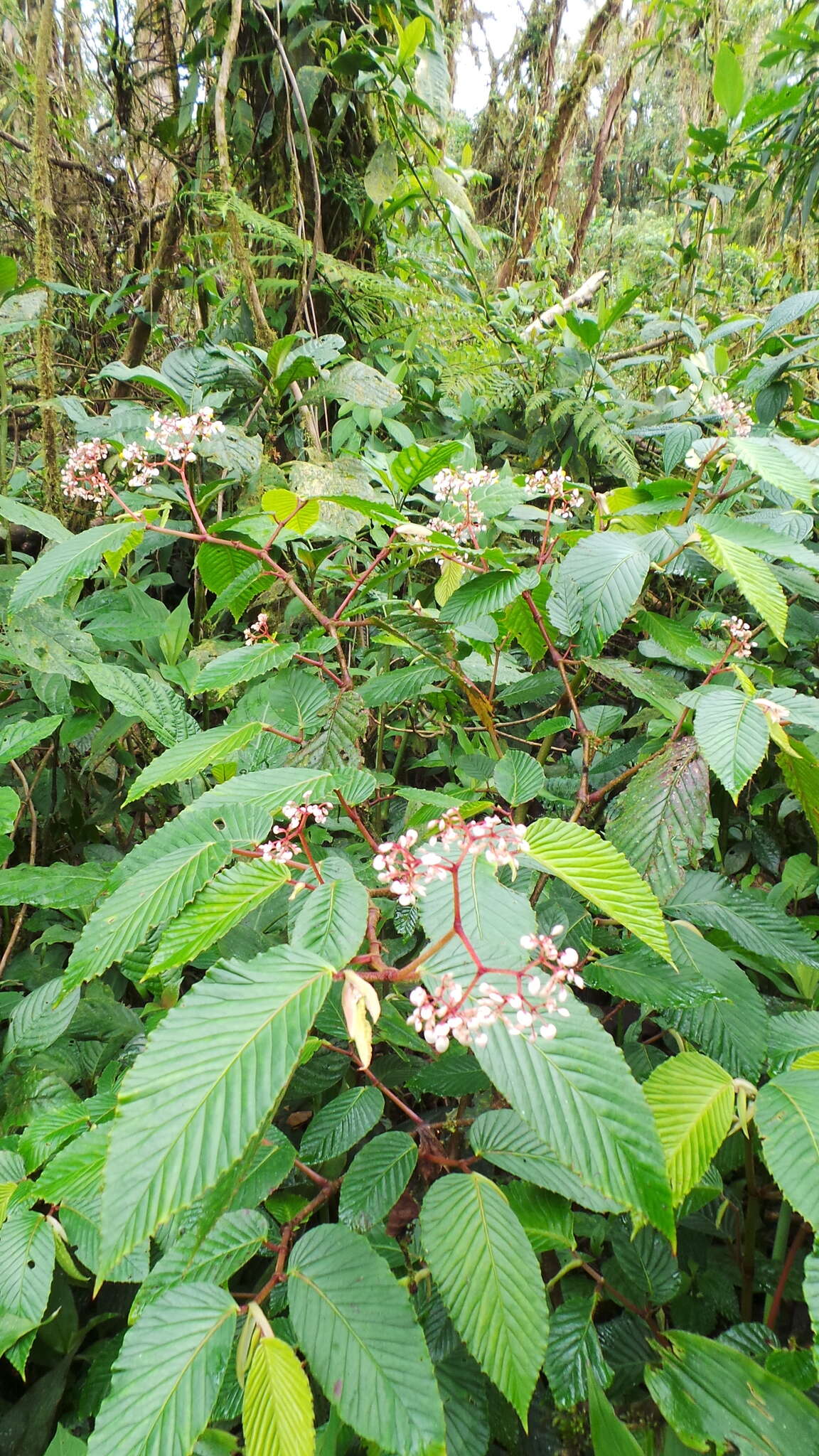 Image of Begonia cooperi C. DC.