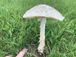 Слика од Saproamanita thiersii (Bas) Redhead, Vizzini, Drehmel & Contu 2016