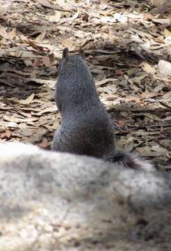 Image of Arizona Gray Squirrel