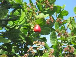 Image of cashew