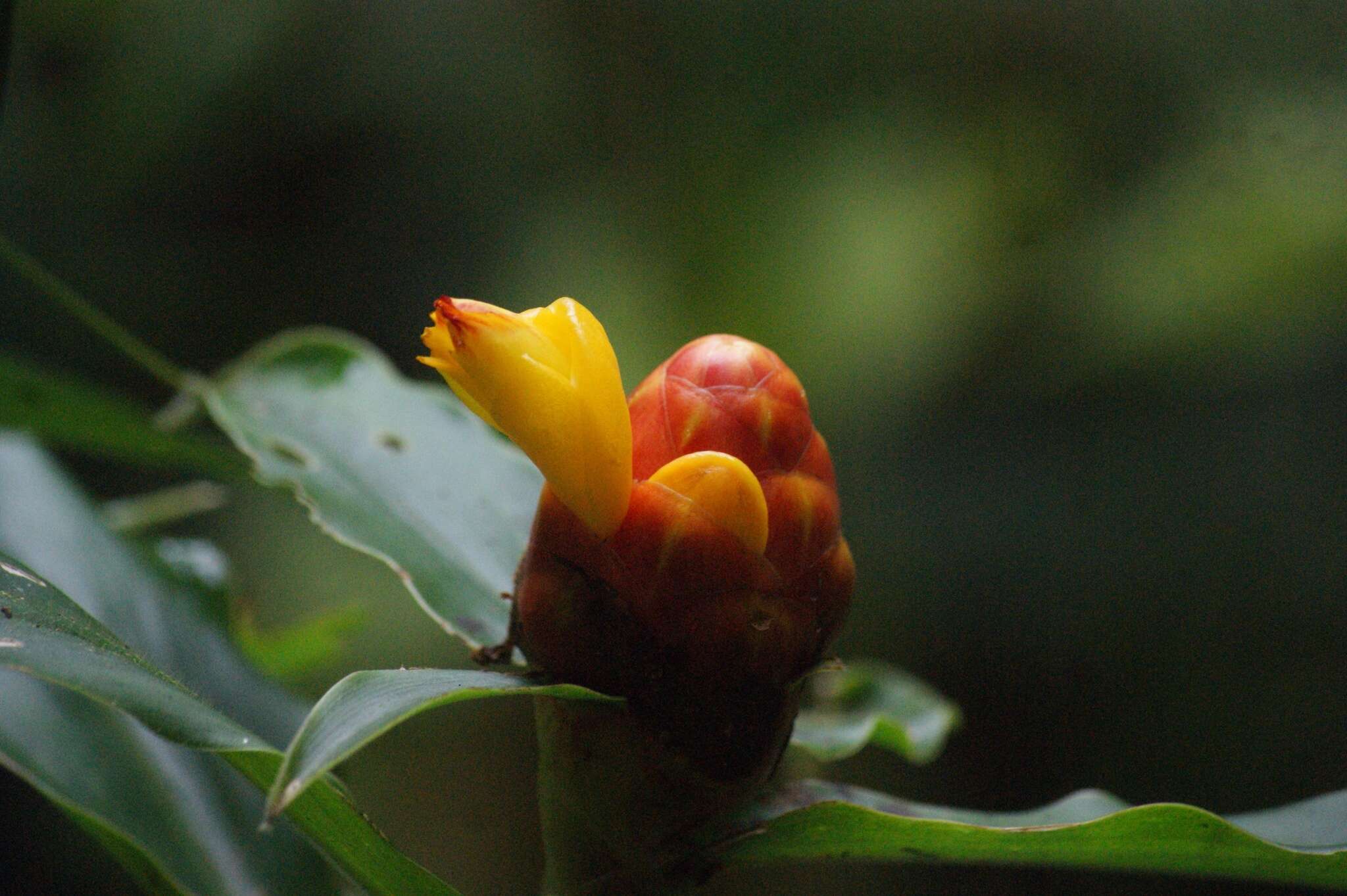 Image of Costus wilsonii Maas