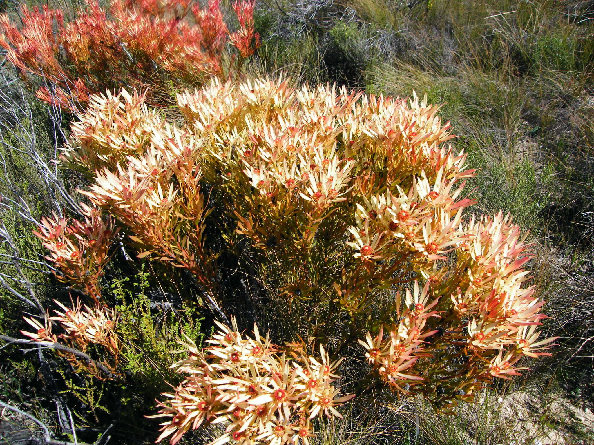 Image of Common Sunshine Conebush