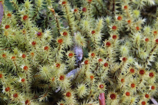 Imagem de Breutelia elongata Mitten ex F. Müller 1881