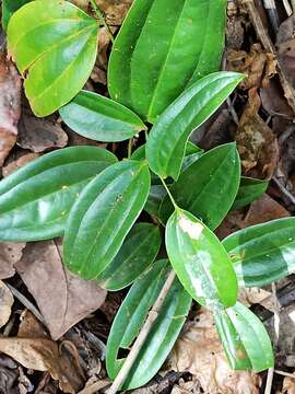 Image of Smilax zeylanica L.