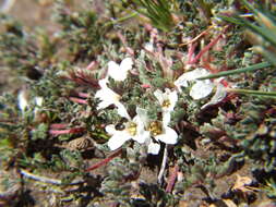 Image of Geranium sessiliflorum Cav.