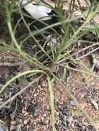 Imagem de Xenostegia tridentata (L.) D. F. Austin & Staples