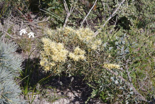 صورة Hakea auriculata Meissn.