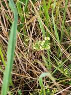 Image of Pimelea spinescens B. L. Rye