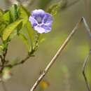 Image of Duranta costaricensis (Donn. Sm.) Standl.