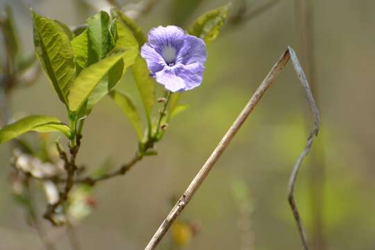 Duranta costaricensis (Donn. Sm.) Standl.的圖片