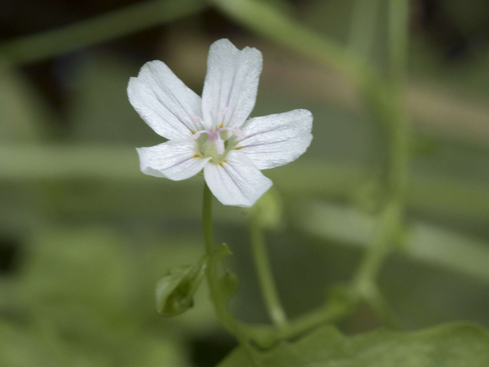 Claytonia palustris Swanson & Kelley resmi