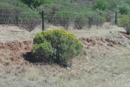 Image of Euryops floribundus N. E. Br.