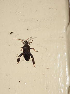 Image of Leaf-footed Pine Seed Bug