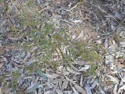 Image of Dillwynia tenuifolia DC.