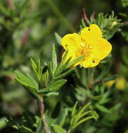 Image of Dasiphora fruticosa (L.) Rydb.