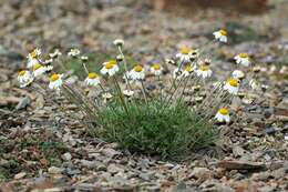 Image of Anthemis cretica subsp. iberica (M. Bieb.) Grierson