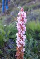 Image of Pink candle orchid