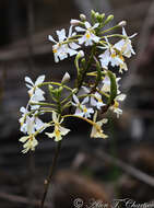 Image of Epidendrum blepharistes Barker ex Lindl.