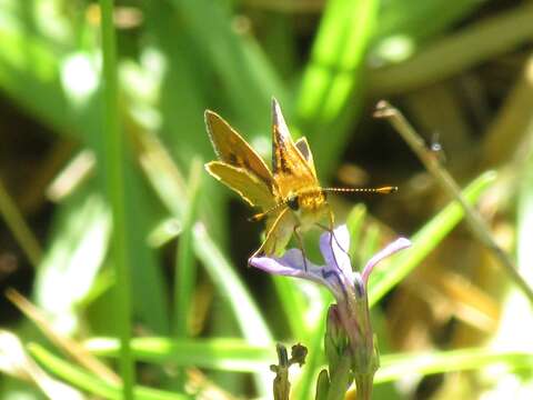 صورة Taractrocera papyria agraulia Hewitson 1868