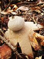 Image of Geastrum berkeleyi Massee 1889