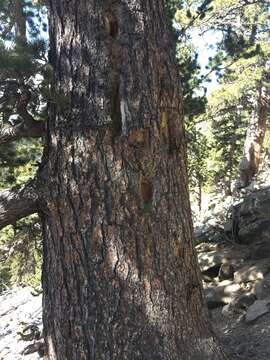 Image of Limber Pine