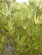 Image of Leucadendron meridianum Salter ex I. Williams