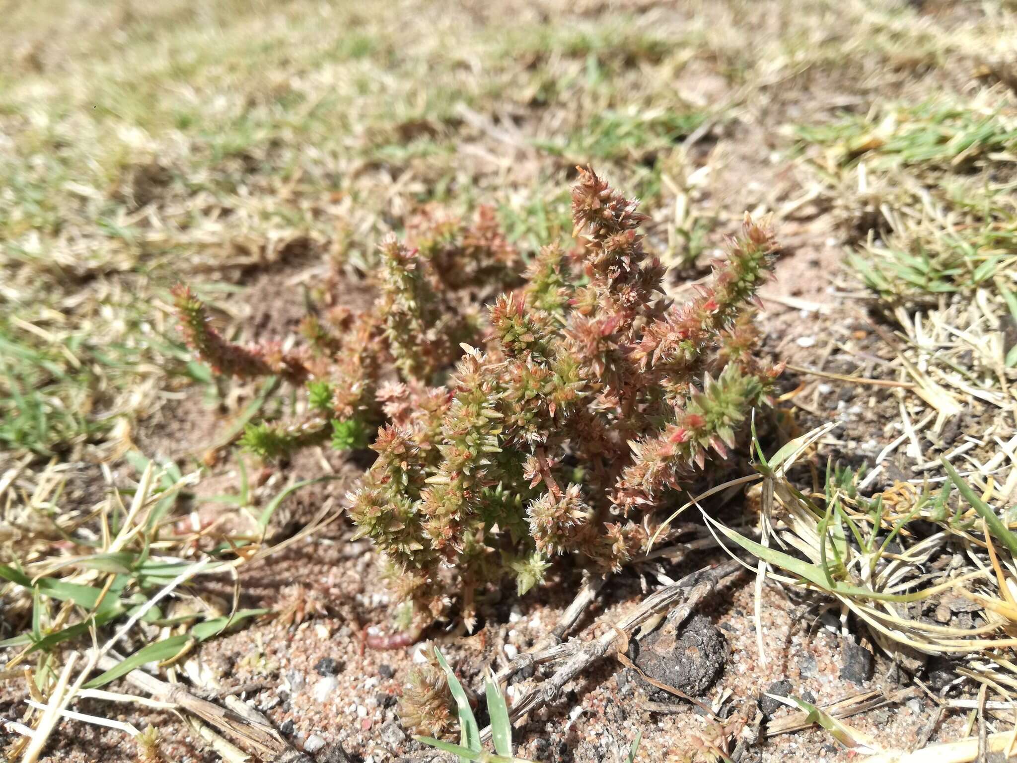 Слика од Crassula lanceolata subsp. lanceolata