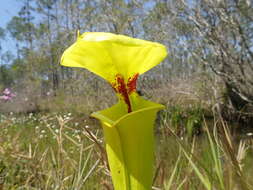 Image of Sarracenia flava var. rugelii (Shuttlew. ex DC.) Mast.