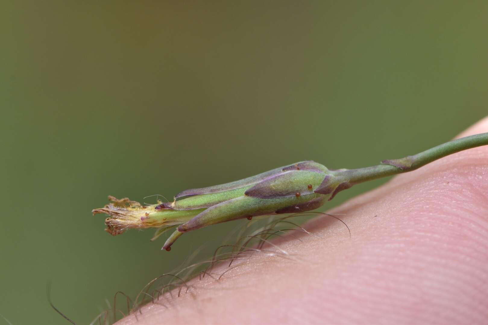 <i>Lactuca <i>graminifolia</i></i> var. graminifolia resmi