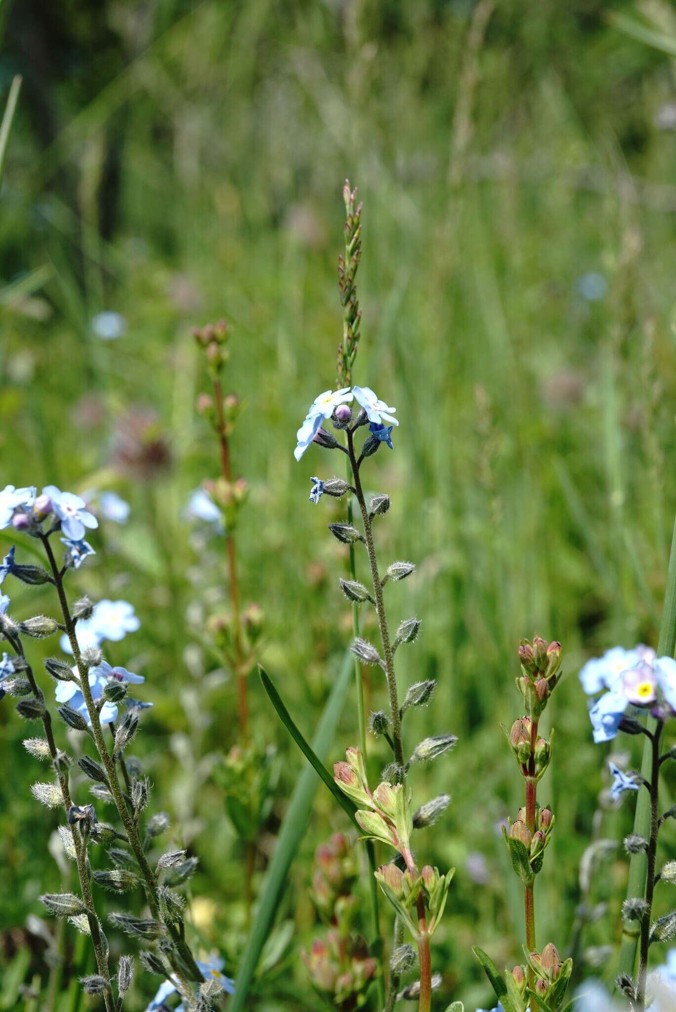 Plancia ëd Myosotis lithospermifolia (Willd.) Hornem.