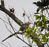 Image of Lineated Barbet