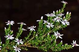 Image of Olearia minor (Benth.) N. S. Lander