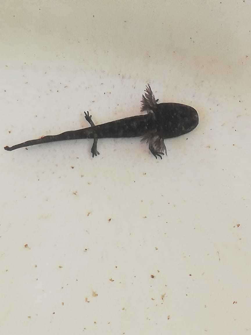 Image of Tarahumara Salamander