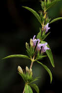 Image of Hygrophila uliginosa S. Moore