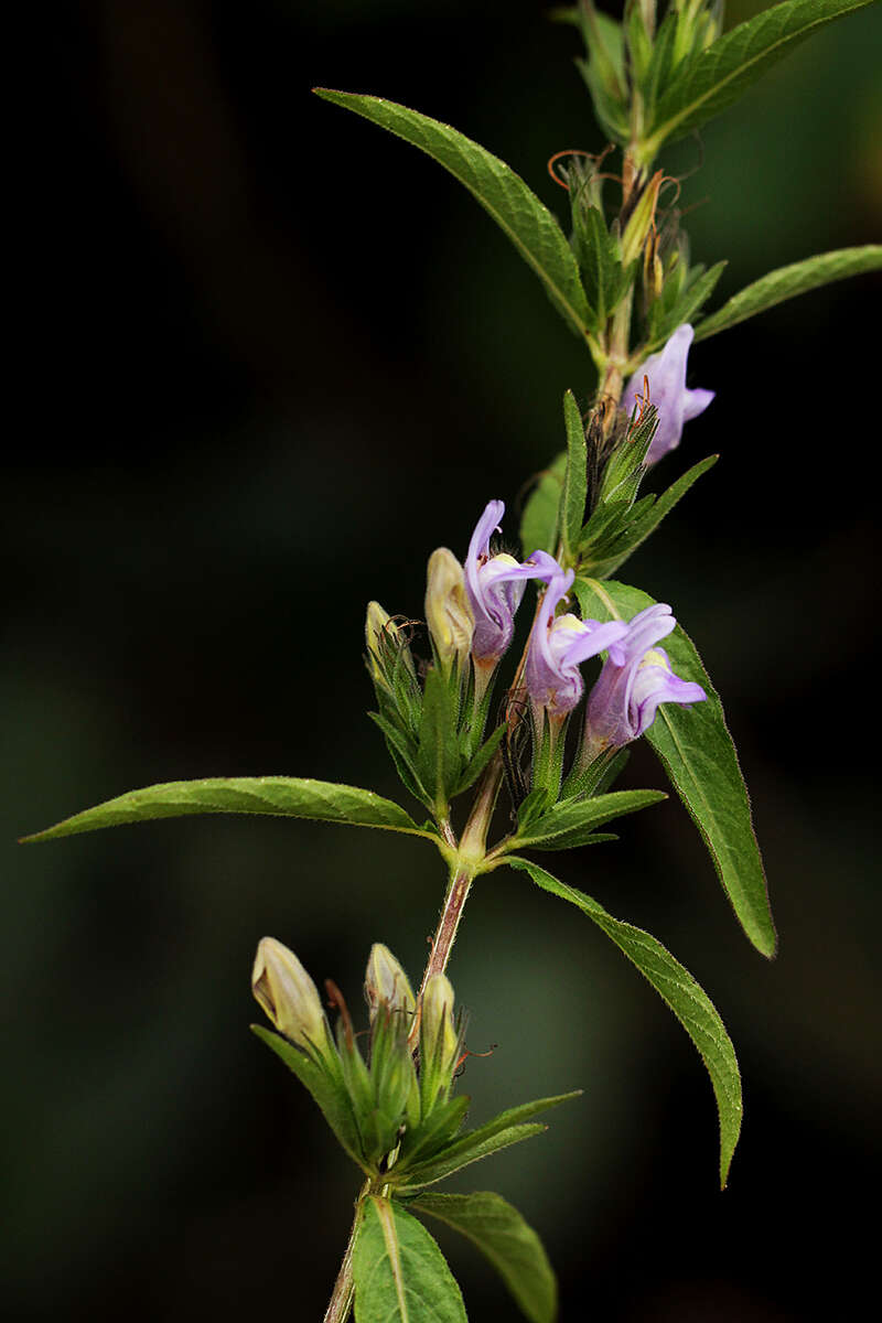 Imagem de Hygrophila uliginosa S. Moore