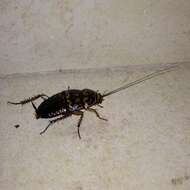 Image of Cockroach
