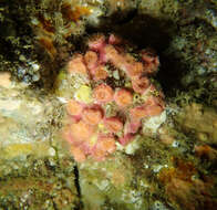 Image of encrusting star coral