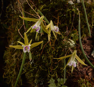 Dendrobium mortii F. Muell. resmi