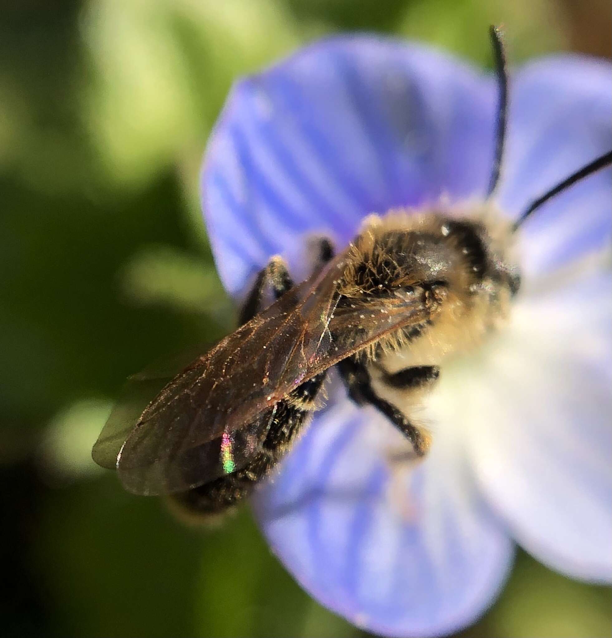 Image of Miserable Andrena